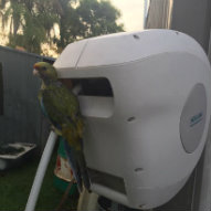 Parrot on a Hoselink Retractable Reel